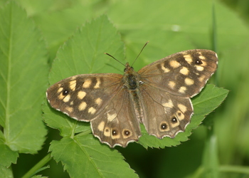 Waldbrettspiel (Pararge aegeria) - © Emanuel Trummer